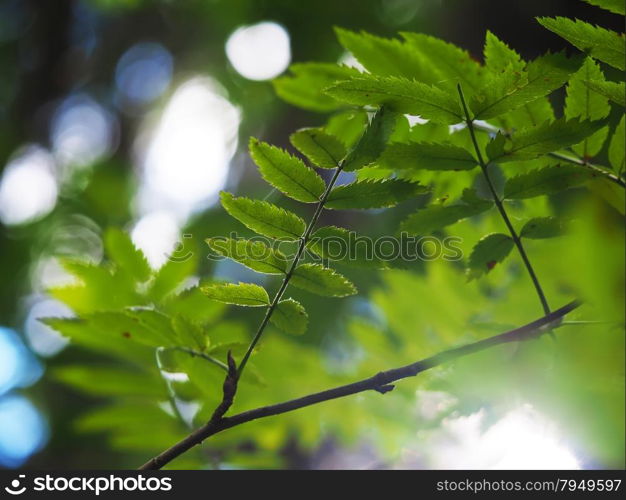 Rowan in the forest