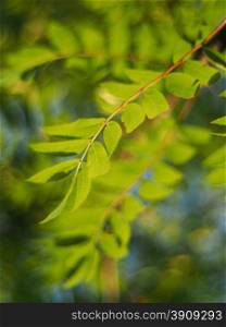 rowan leaves
