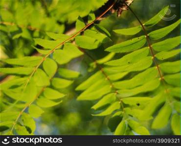 rowan leaves