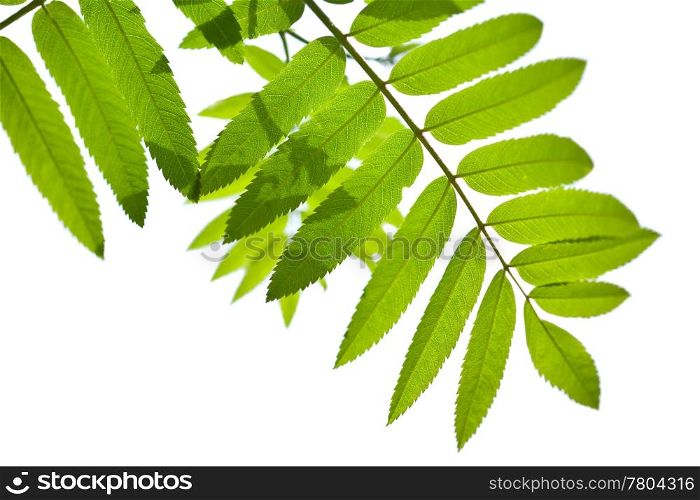 rowan leaves isolated