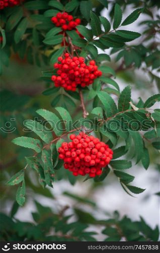 Rowan on a branch. Closeup vertical photo. Red rowan berries on rowan tree. Sorbus aucuparia.. Rowan on a branch.