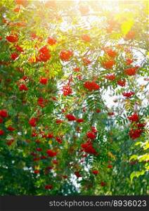 Rowan tree, close-up of bright rowan berries on a tree
