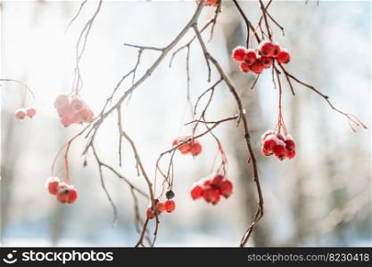 Rowan tree in snow, natural winter background. frozen branches with red berries. beautiful winter season concept. cold weather. new year and christmas season. Rowan tree in snow, natural winter background