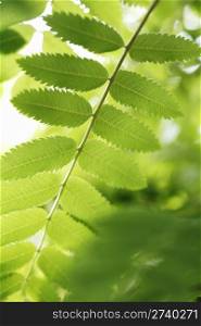 Rowan tree leaf in detail
