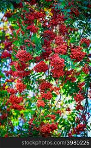 Rowan tree with berry against blue sky. Beautiful floral background of nature