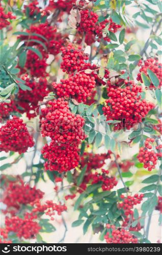 Rowan tree with berry against blue sky. Beautiful floral background of nature