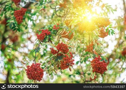 rowan-tree with rowanberry and sunrise. rowan-tree with rowanberry