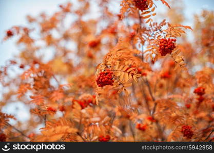 rowan-tree with rowanberry. autumn rowan-tree with rowanberry and sunrise