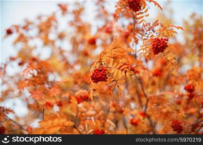 rowan-tree with rowanberry. autumn rowan-tree with rowanberry and sunrise