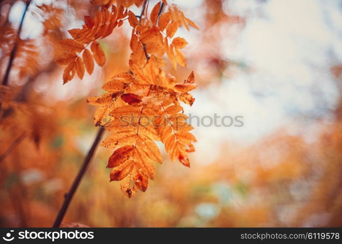 rowan-tree with rowanberry. autumn rowan-tree with rowanberry and sunrise