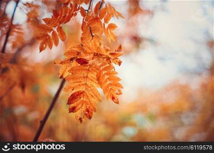rowan-tree with rowanberry. autumn rowan-tree with rowanberry and sunrise