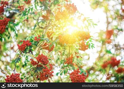rowan-tree with rowanberry. rowan-tree with rowanberry and sunrise
