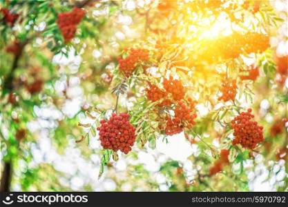 rowan-tree with rowanberry. rowan-tree with rowanberry and sunrise
