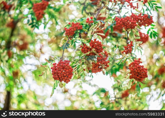 rowan-tree with rowanberry. rowan-tree with rowanberry and sunrise