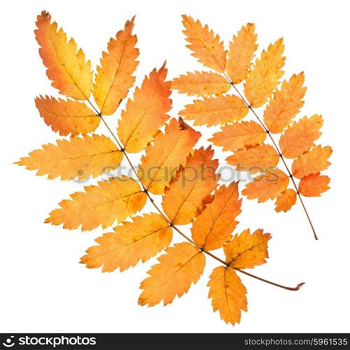 Rowan yellow leaves isolated on white