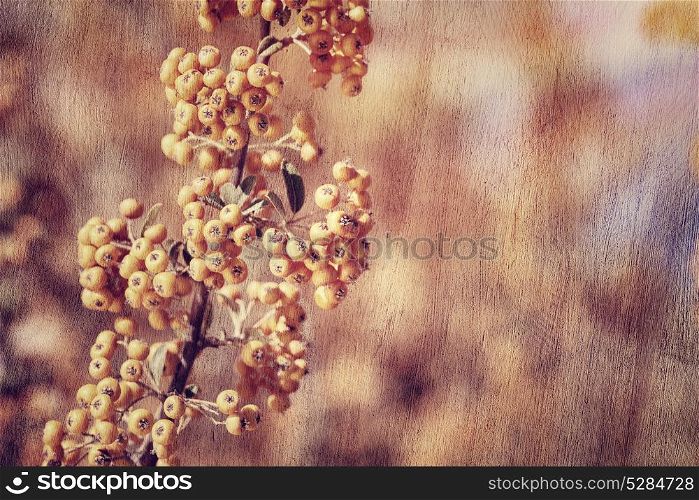 Rowanberry background, grunge style photo of beautiful little orange berry bunch, autumn harvest season concept