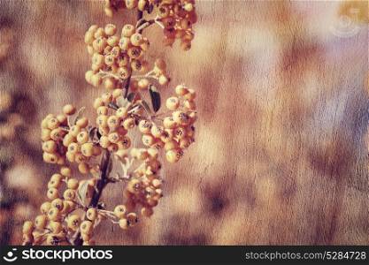 Rowanberry background, grunge style photo of beautiful little orange berry bunch, autumn harvest season concept