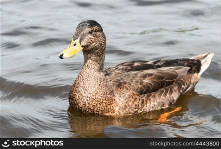 rown duck with yellow beak swimming in water