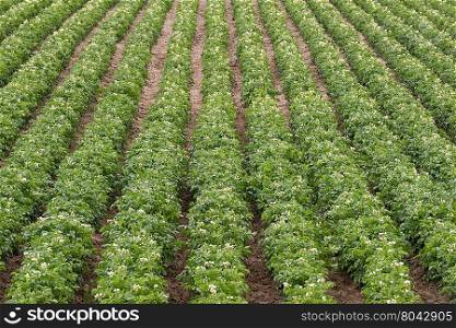 Rows and rows of Potato Plants grow in Idaho Agricultural Farms