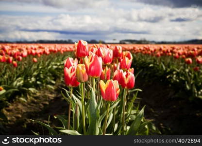 Rows of beautiful orange tulips at a tulip farm