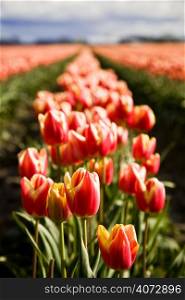 Rows of beautiful orange tulips at a tulip farm, shallow DOF and backlit