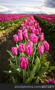 Rows of beautiful pink tulips in a tulip farm