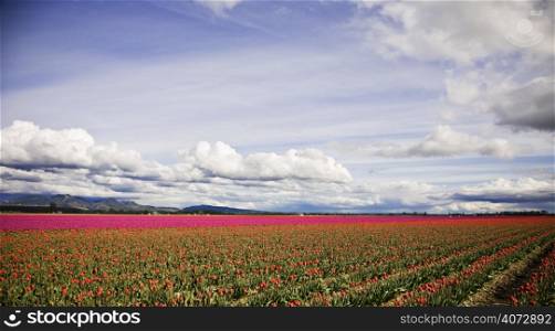 Rows of beautiful red tulips at a tulip farm