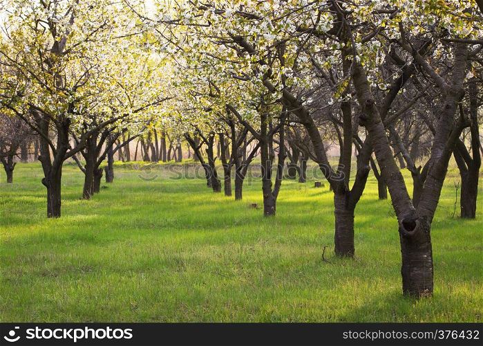 rows of blooming fruit trees growing at the old garden