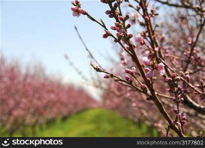Rows of blooming peach trees in a spring orchard