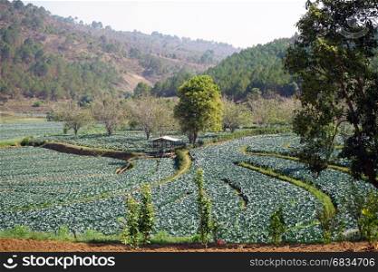 Rows of cabbage in the fields in Myanmar