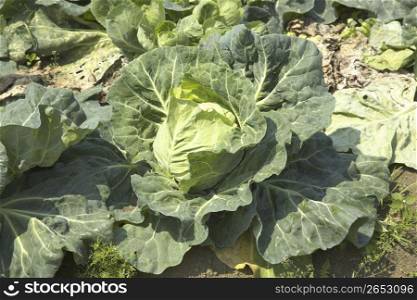 Rows of Cabbages growing outdoors