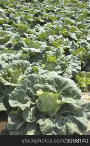 Rows of Cabbages growing outdoors
