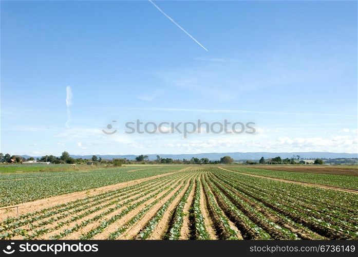 Rows of Cabbages in a market garden
