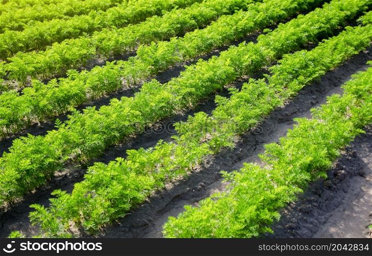 Rows of carrots plants. Agro-industrial growing of organic vegetables. Agronomy. Farming olericulture. Cultivation and care, harvesting. Farmland