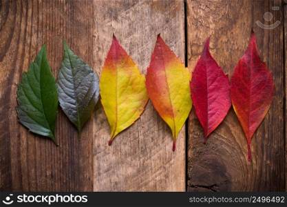 Rows of colorful gradient autumn leafs on vintage wooden table background