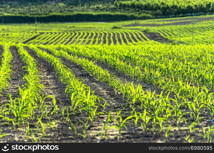 Rows of corn small plants in a field.