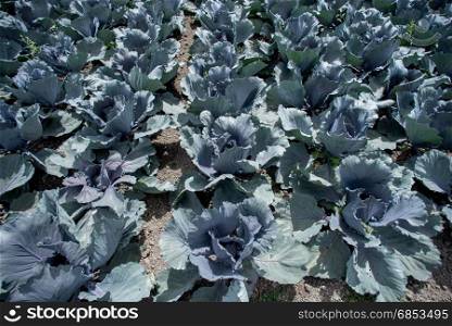 rows of crops of cabbages