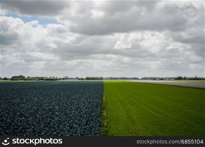 rows of crops of cabbages