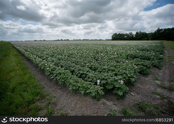 rows of crops of potatos