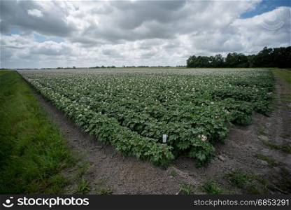 rows of crops of potatos