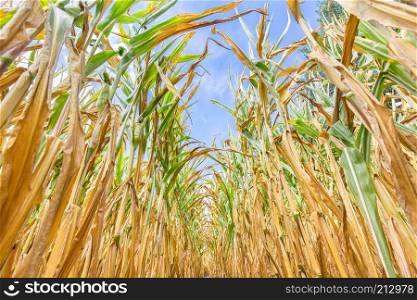 Rows of dried corn plants seen from below