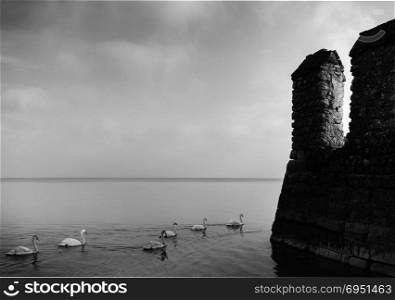 Rows of ducks in Sirmione, Lake Garda in Italy next to a medieval rock fortification - black and white fine art style. Rows of ducks Sirmione, Lake Garda next to a medieval rock fortification, black and white fine art style
