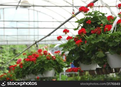 Rows of flowers for sale in a greenhouse