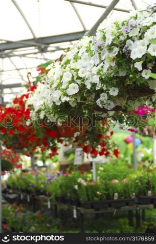 Rows of flowers for sale in a greenhouse