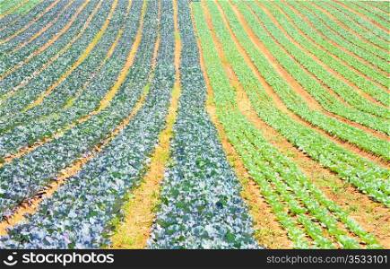 Rows Of Fresh Young Green Cabbage Plants