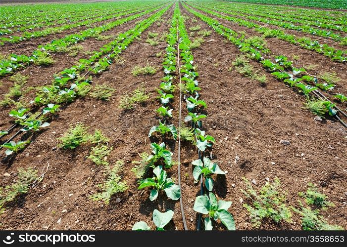 Rows of Fresh Young Green Seedling in Israel