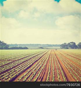 Rows of Fresh Young Green Seedling in Portugal, Instagram Effect