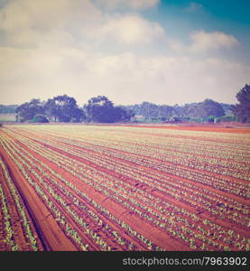 Rows of Fresh Young Green Seedling in Portugal, Instagram Effect