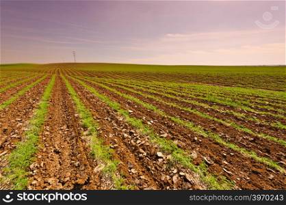 Rows of Fresh Young Green Seedling of Carrots in Israel at Sunset