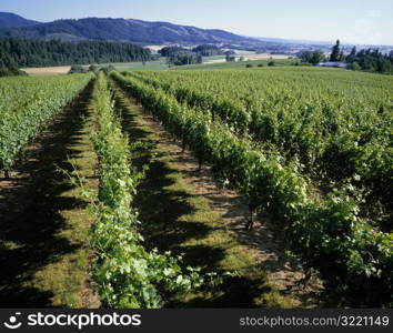 Rows of Fruit Trees Growing